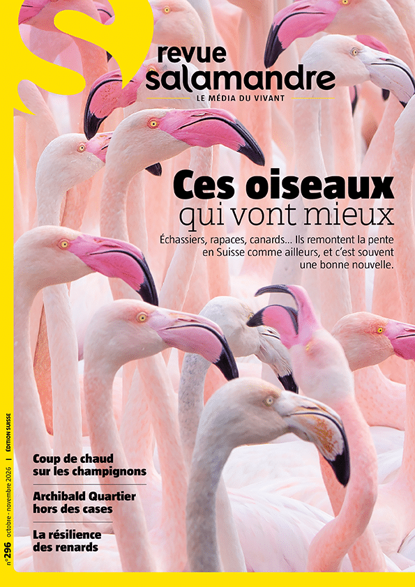 Le dernier numéro traînait sur ma table basse pendant trois semaines, feuilleté par tout le monde chez moi, sans une seule publicité pour interrompre les pages consacrées aux renards ou aux mousses de sous-bois.
