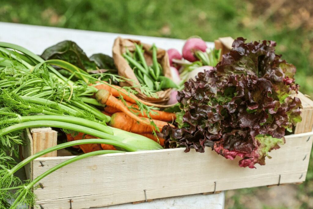 Box jardinage bio : un cadeau pour faire pousser ses propres légumes