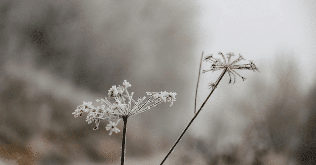 ros plan sur des fleurs blanches et une serviette pliée, symbolisant la flore vaginale, son équilibre acide et la nécessité de produits doux et respectueux.