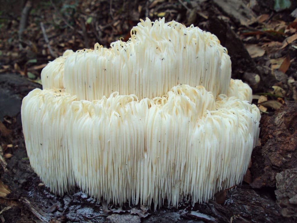 Lion's Mane Hericium erinaceus champignon adaptogène blanc en forme de crinière utilisé pour améliorer les fonctions cognitives la mémoire et stimuler la production de NGF facteur de croissance nerveuse selon des études cliniques humaines publiées sur PubMed