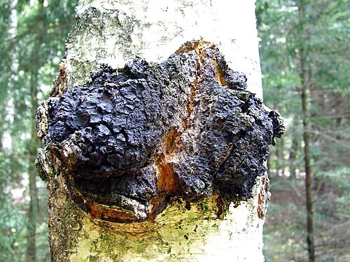 Chaga Inonotus obliquus masse noire parasite du bouleau champignon adaptogène au score ORAC de 146700 étudié pour ses propriétés antioxydantes immunomodulatrices et anti-inflammatoires via ses bêta-glucanes mélanine et acide bétulinique