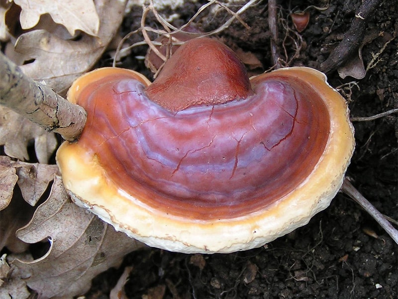 Reishi Ganoderma lucidum champignon de l'immortalité rouge brun utilisé depuis 2000 ans en médecine chinoise pour ses effets immunomodulateurs antioxydants hépatoprotecteurs anti-inflammatoires et son soutien au système cardiovasculaire
