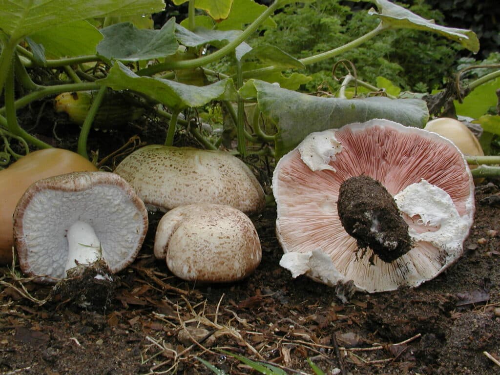 Agaricus blazei Murill champignon du soleil originaire du Brésil riche en bêta-glucanes jusqu'à 40 pour cent du poids sec étudié en oncologie pour réduire les effets secondaires de la chimiothérapie et améliorer le contrôle de la glycémie chez des patients diabétiques