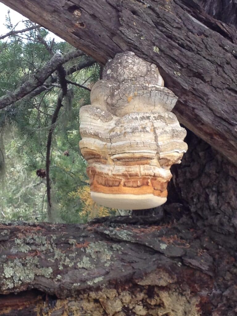 Agarikon Laricifomes officinalis champignon rare des forêts boréales anciennes pouvant vivre plusieurs décennies mentionné par Dioscoride au 1er siècle étudié pour ses propriétés antivirales contre la grippe le poxvirus et ses propriétés antibactériennes