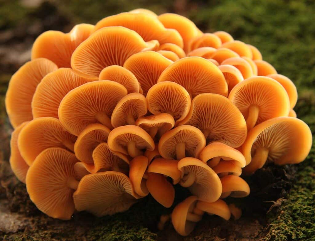 Enokitake Flammulina velutipes champignon aux longues tiges blanches fines étudié pour ses effets immunomodulateurs anti-allergiques et antioxydants via la flammuline et l'ergothionéine avec des données préliminaires sur la cognition