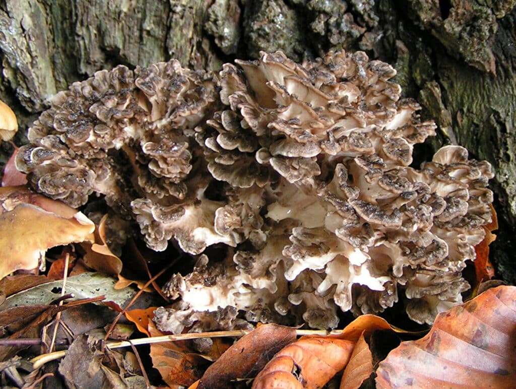 Maitake Grifola frondosa champignon dansant poussant au pied des chênes étudié pour ses effets hypoglycémiants immunomodulateurs et antitumoraux via son D-fraction bêta-glucane dans des essais cliniques pilotes en oncologie du sein et de la prostate