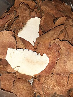 Poria Wolfiporia extensa champignon souterrain Fu Ling utilisé depuis 2500 ans en médecine chinoise pour ses effets anxiolytiques sédatifs immunomodulateurs et anti-inflammatoires intestinaux via ses triterpènes et bêta-glucanes pachymane