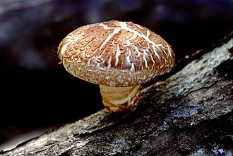 Shiitake Lentinula edodes champignon comestible médicinal dont le lentinan bêta-glucane actif est utilisé comme médicament adjuvant à la chimiothérapie au Japon pour les cancers digestifs et étudié pour ses effets cardiovasculaires et immunitaires