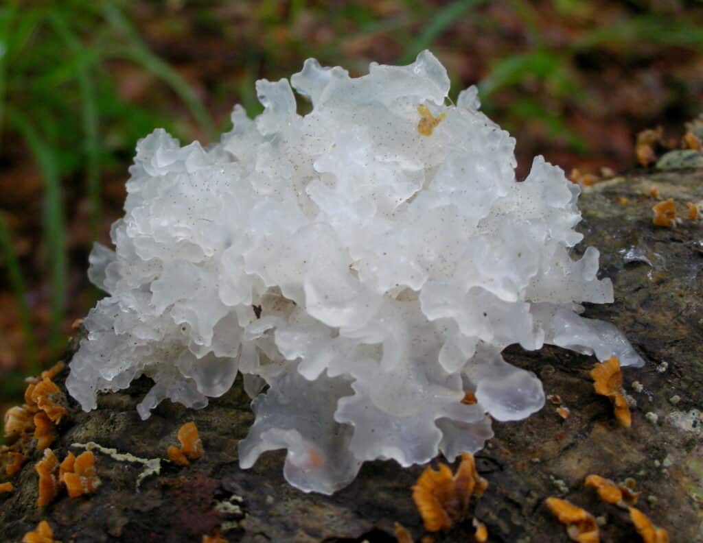 Tremella fuciformis champignon des neiges blanc gélatineux utilisé en médecine chinoise pour ses polysaccharides à haute rétention d'eau comparable à l'acide hyaluronique étudié pour l'hydratation cutanée la protection anti-âge et la neuroprotection