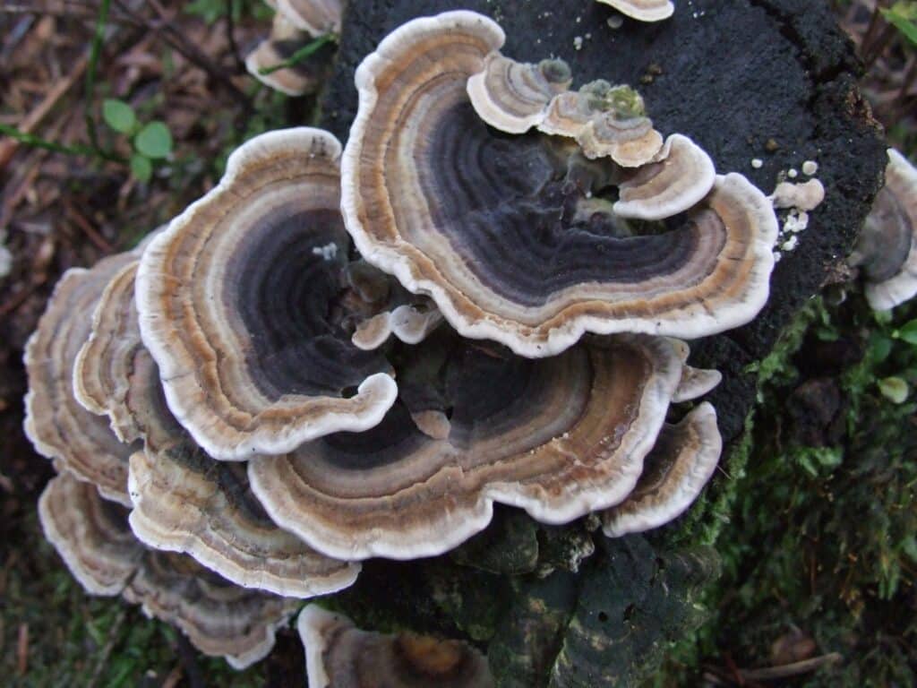 Turkey Tail Trametes versicolor champignon queue de dinde aux couleurs variées l'un des champignons médicinaux les plus étudiés en oncologie dont le PSK polysaccharide krestin est approuvé comme médicament adjuvant à la chimiothérapie au Japon