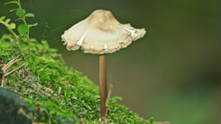 Guide complet des champignons adaptogènes Lion's Mane Chaga Cordyceps Reishi Turkey Tail et leurs effets documentés par des études scientifiques sur l'immunité l'énergie la cognition le sommeil et l'inflammation