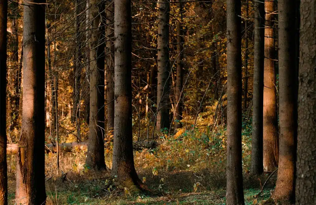 Faguo écoresponsable ou greenwashing — entreprise à mission 2020 certification B Corp 95,6 points bilan carbone 15e édition Label Bas Carbone forêts 3,8 millions arbres France
